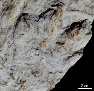 Triassic fossil footprint.