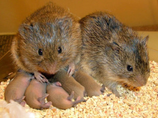 A pair of prairie voles with their offspring.