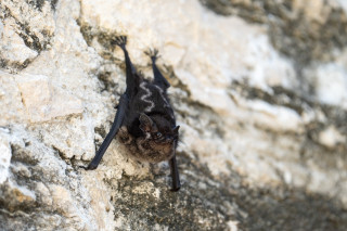 A greater sac-winged bat hangs upside down on a rocky cliff face.