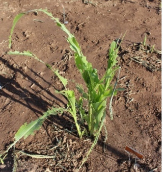 A corn plant ravaged by grasshoppers. 