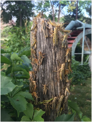 Grasshoppers on a tree trunk.