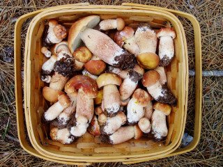 Porcini mushrooms in a basket