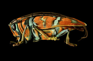 A Jewel Longhorned Beetle