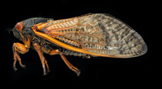 A close up image of a cicada. 