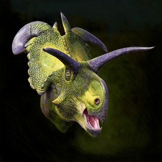 Illustration of the head of Lokiceratops rangiformis, a large, horned dinosaur.