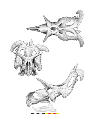 Illustration of Lokiceratops&#039; skull.