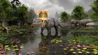 An illustration of Lokiceratops rangiformis standing in a swamp.