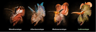 4 renderings of centrosaurines: Wendiceratops, Albertaceratops, Medusaceratops, Lokiceratops