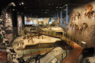 A museum exhibit featuring dinosaur fossils.