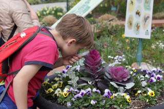 Child examines flowers with magnifying glass. 