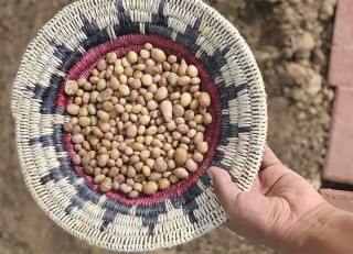 A basket full of small potatoes.