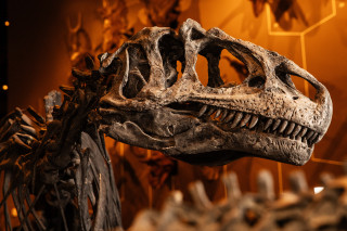 The fossilized skull of Allosaurus fragilis on display at NHMU.