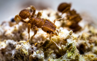 An ant