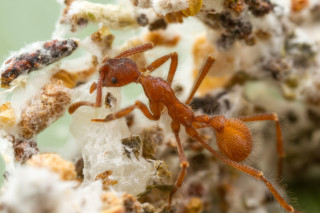 An ant
