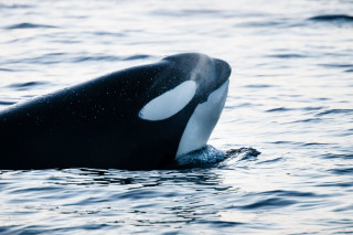 An orca surfacing above water.