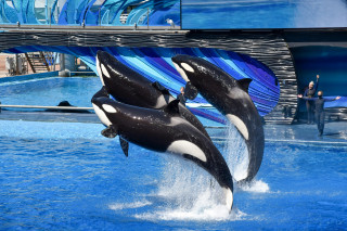 Orcas performing at Sea World