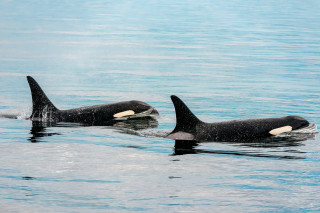 Two orcas surfacing. 