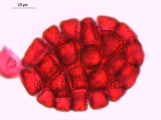 A microscopic view of charcoal.