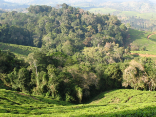 Hillsides of plantations and forest. 