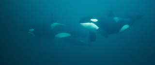 Orca Pair Swimming Underwater