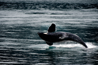 Full Breach by Orca (Killer Whale)