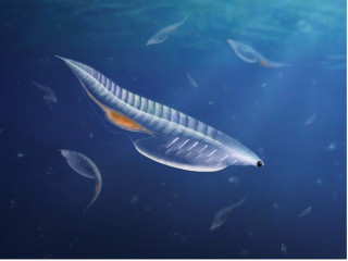 An illustration of Nuucichthys rhynchocephalus 