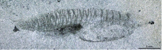 A fossil of Nuucichthys rhynchocephalus