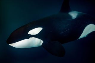 Solo Orca