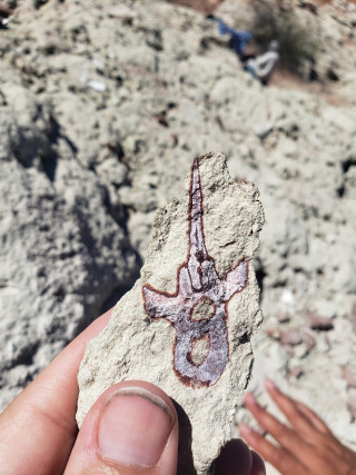 A fossil of a vertebra cross-section of a cynodont. 