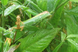 A small toad on a leaf.