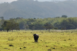 A buffalo in a field. 