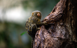 A marmoset in a tree.