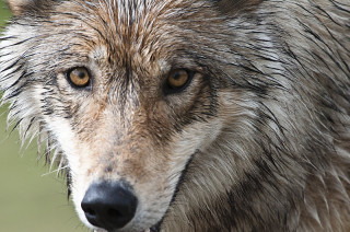 A wolf.