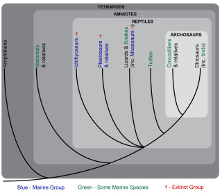 Tetrapod family tree