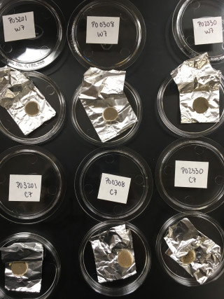 A group of black carbon samples taken from trees.