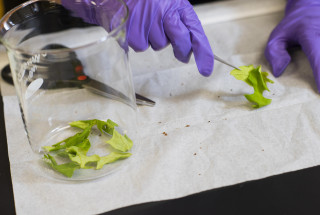 A gloved hand examines tree leaves on a table top.