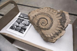 A close up photo of a fossilized tooth whorl from an ancient shark.
