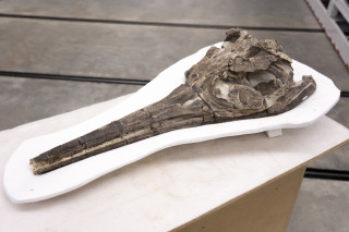 A close up photo of a fossilized Baptanodon skull.