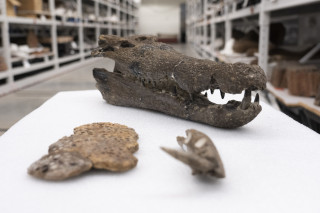 A close up photo of a fossilized skull from an ancient crocodile as well as a fossilized Deinosuchus tooth and piece of skin.