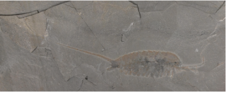 A fossil of the soft-bodied arthropod Emeraldella brutoni.