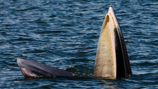 An up-close look at the baleen bristles that filter food for some whales in the Mysticeti sub-order.