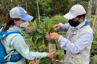 Velasquez-Franco collecting pollen for a botanical survey