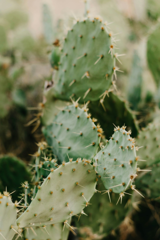 cactus spikes