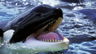 Orca showcasing conical teeth