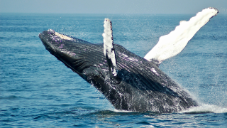 Humpback whale