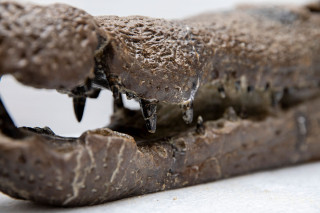 The teeth of a fossil Borealosuchus skull