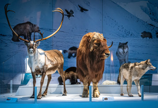 A taxidermy display of a caribou, musk ox, and wolf
