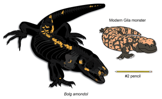 Bolg vs Heloderma Size Comparison