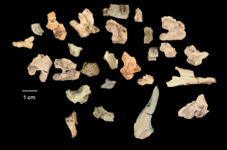 Fragments of Bolg Bones