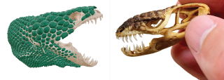 Heloderma and Bolg Skull Comparison on White Background